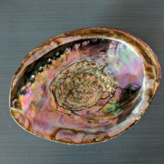 Abalone